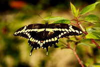 butterfly 036, sub