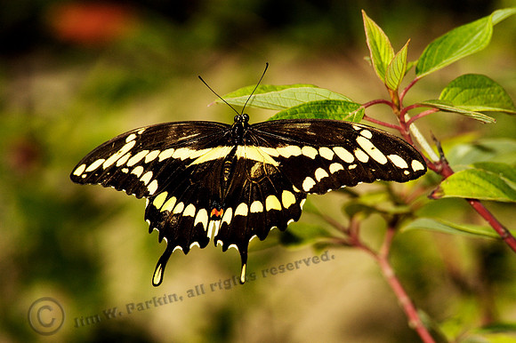 butterfly 036, sub