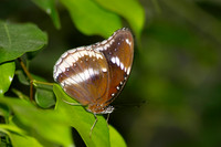 Butterflies049, sub