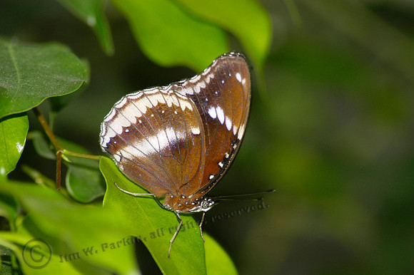 Butterflies049, sub