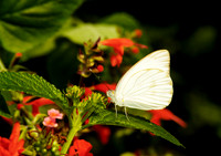 butterfly 066, sub