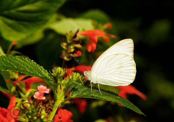 butterfly 066, sub