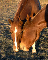 Horses 6, FA