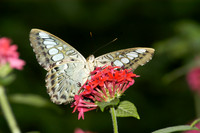 Butterflies040, sub