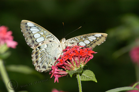 Butterflies040, sub
