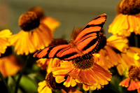 butterfly 027, sub