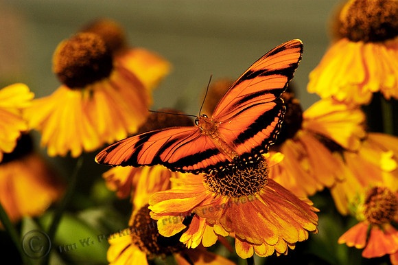 butterfly 027, sub
