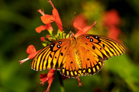 butterfly 032, sub