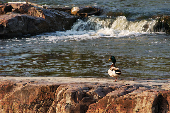 Falls Park215, Sub