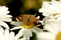 butterfly 057, sub
