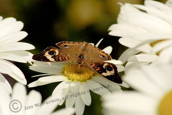 butterfly 057, sub