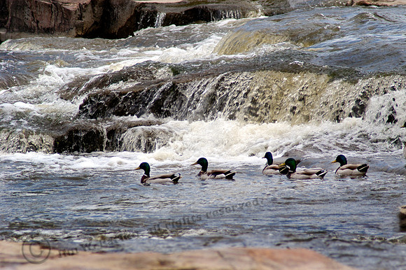 Mallards at the Falls20, Sub