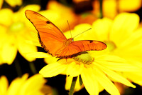 butterfly 040, sub