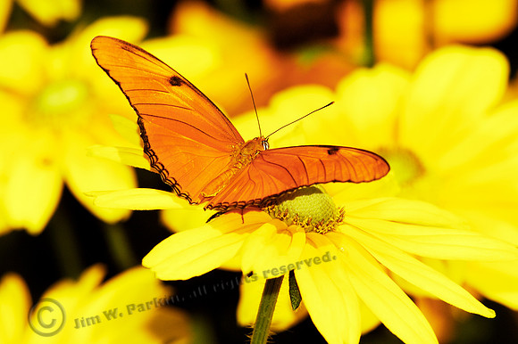 butterfly 040, sub