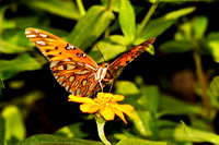 butterfly 047, sub