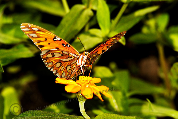 butterfly 047, sub